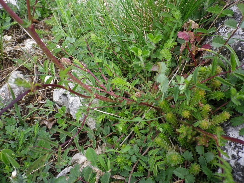 Fiore multicolore - Sanguisorba minor